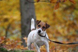 IMG 4577